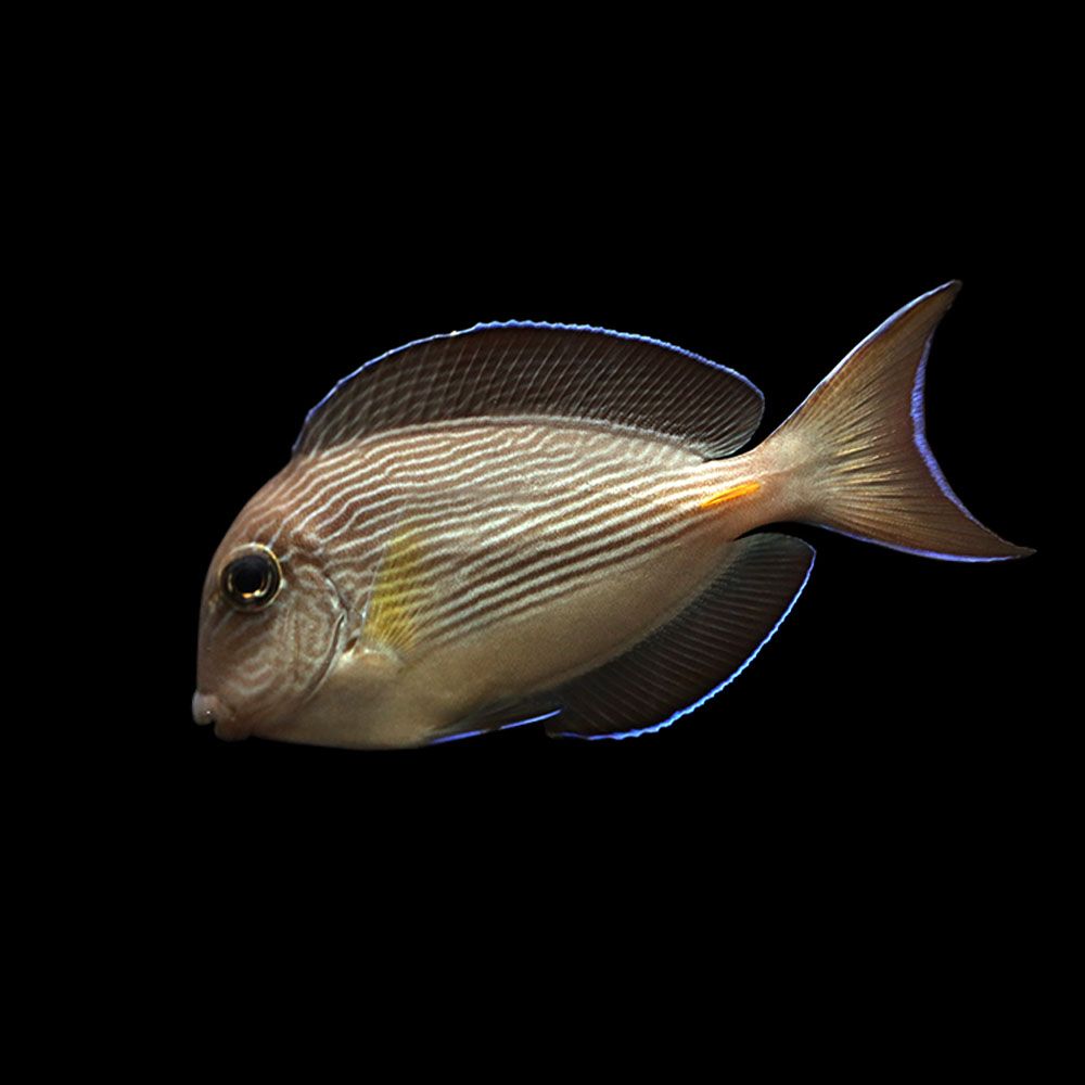 Sohal Tang (Acanthurus sohal)