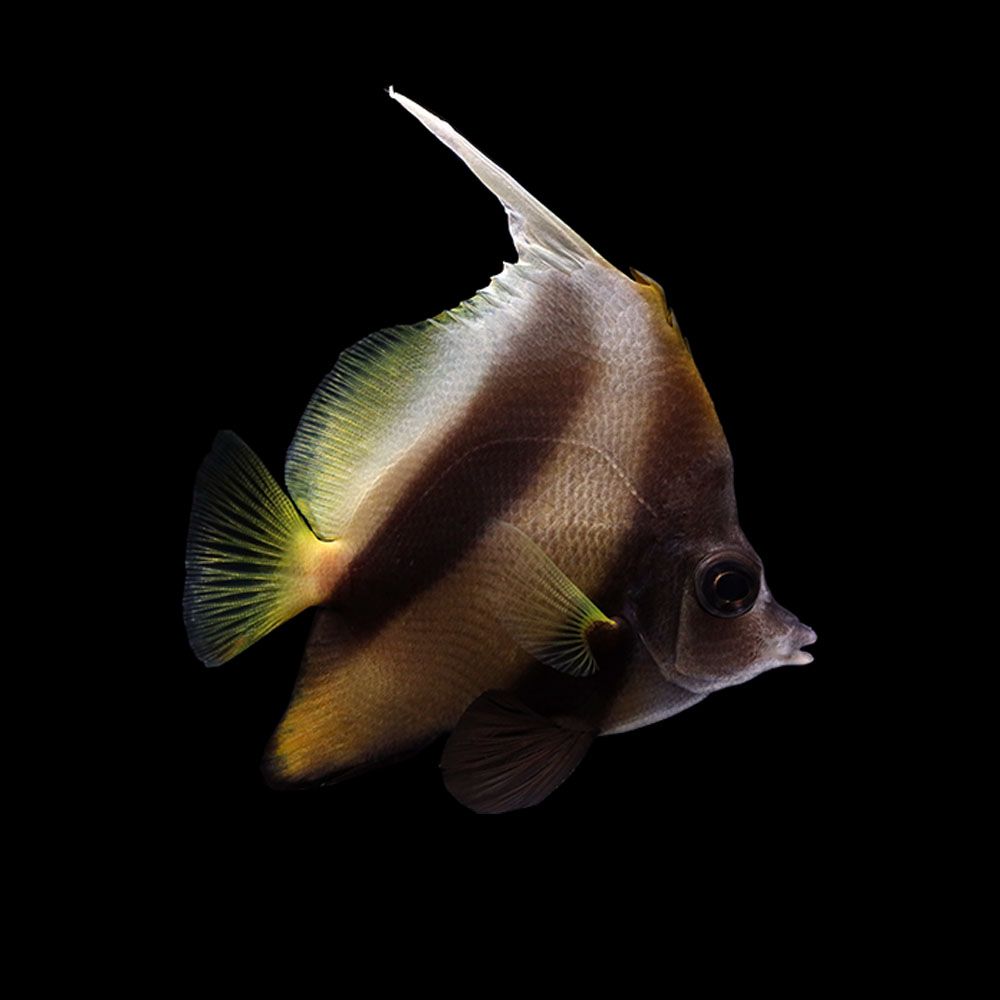 Red Sea Heniochus Butterfly (Heniochus intermedius)