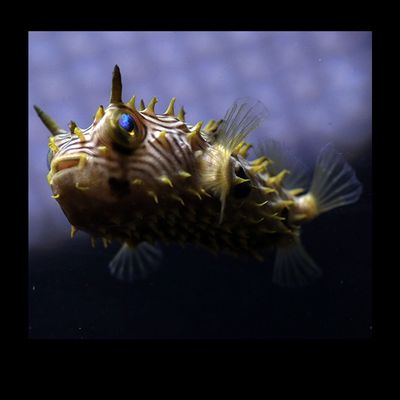 Puffers and Tobys