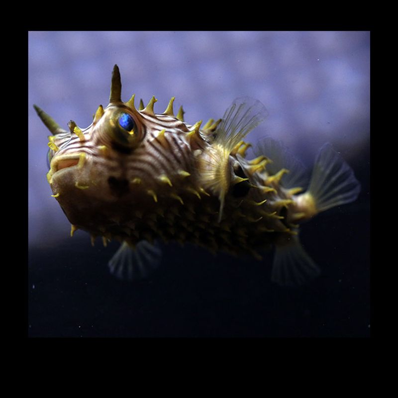 Puffers and Tobys