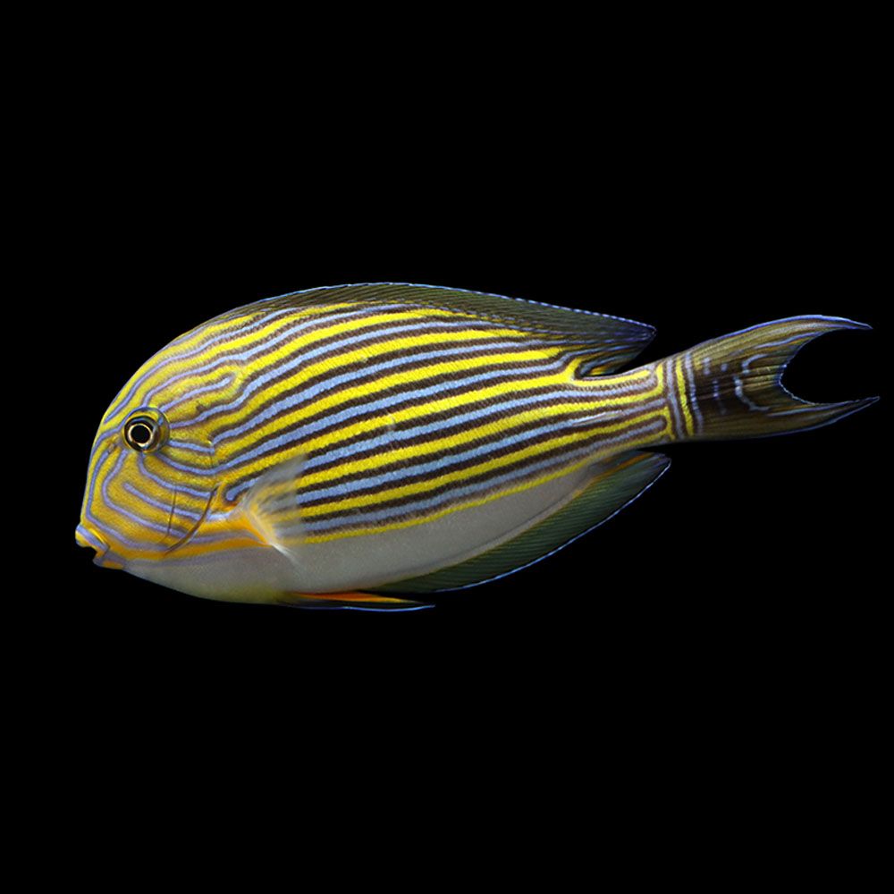 Clown Tang (Acanthurus lineatus)