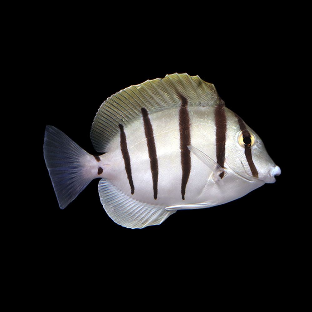 Convict Tang (Acanthurus triostegus)