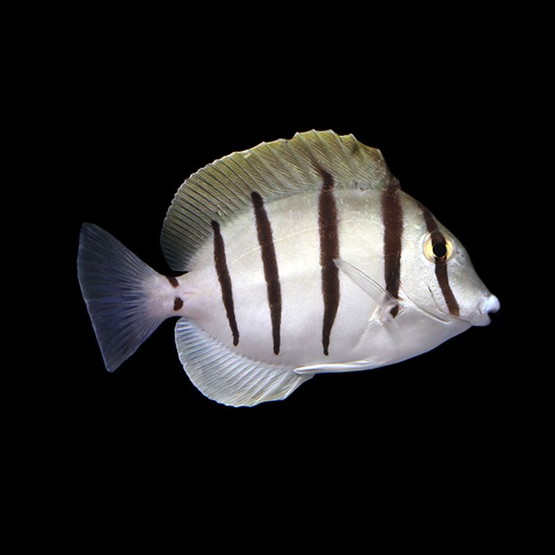 Convict Tang (Acanthurus triostegus)