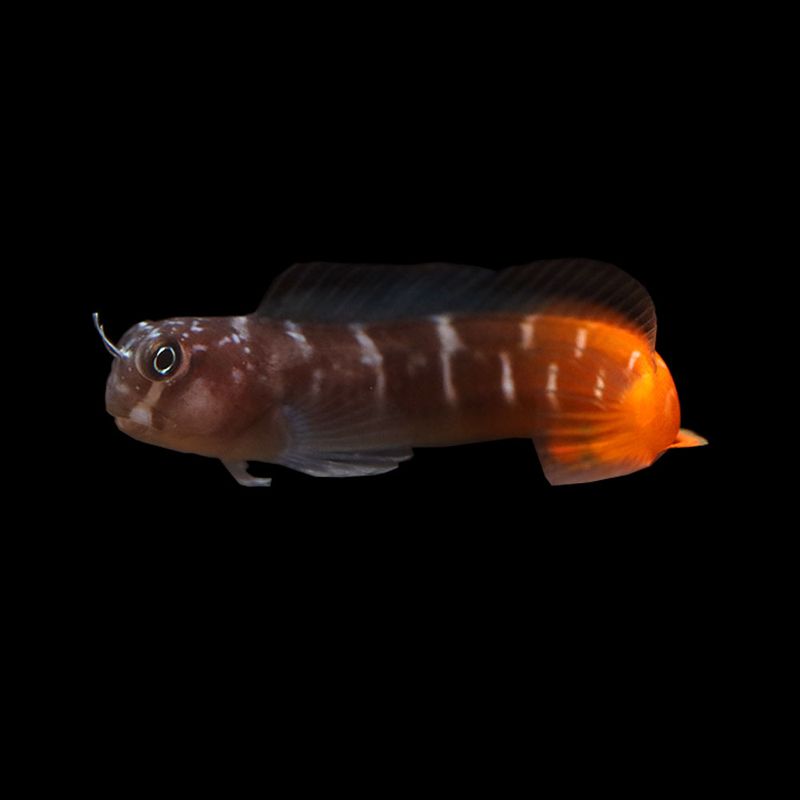 Blenny