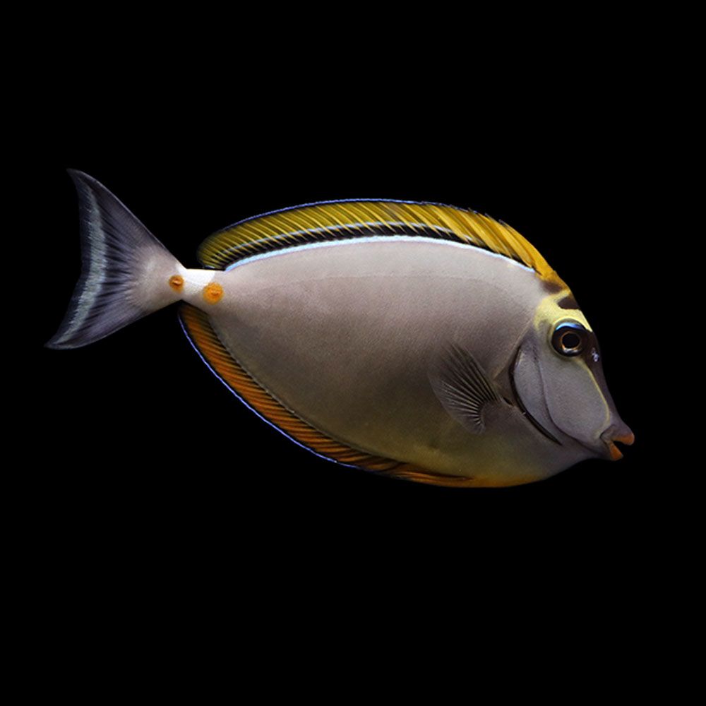 Blonde Naso Tang