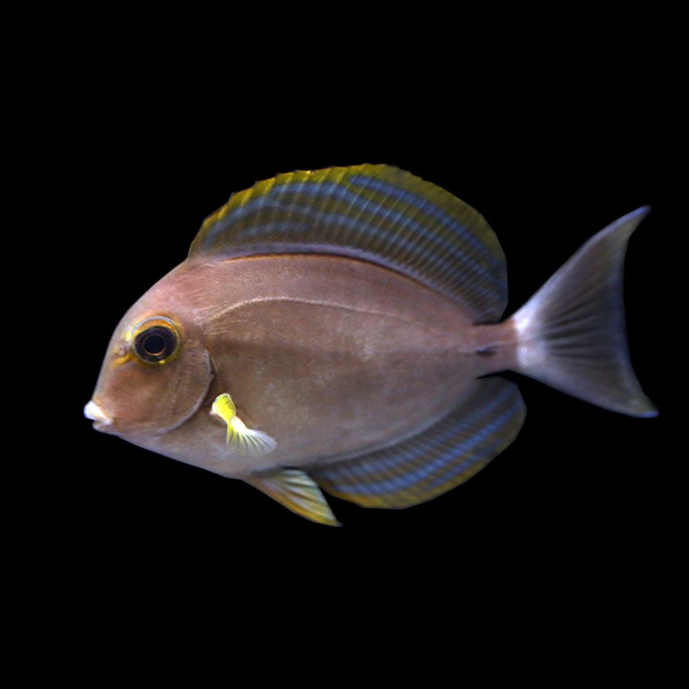 Ringtail Tang (Acanthurus blochii)