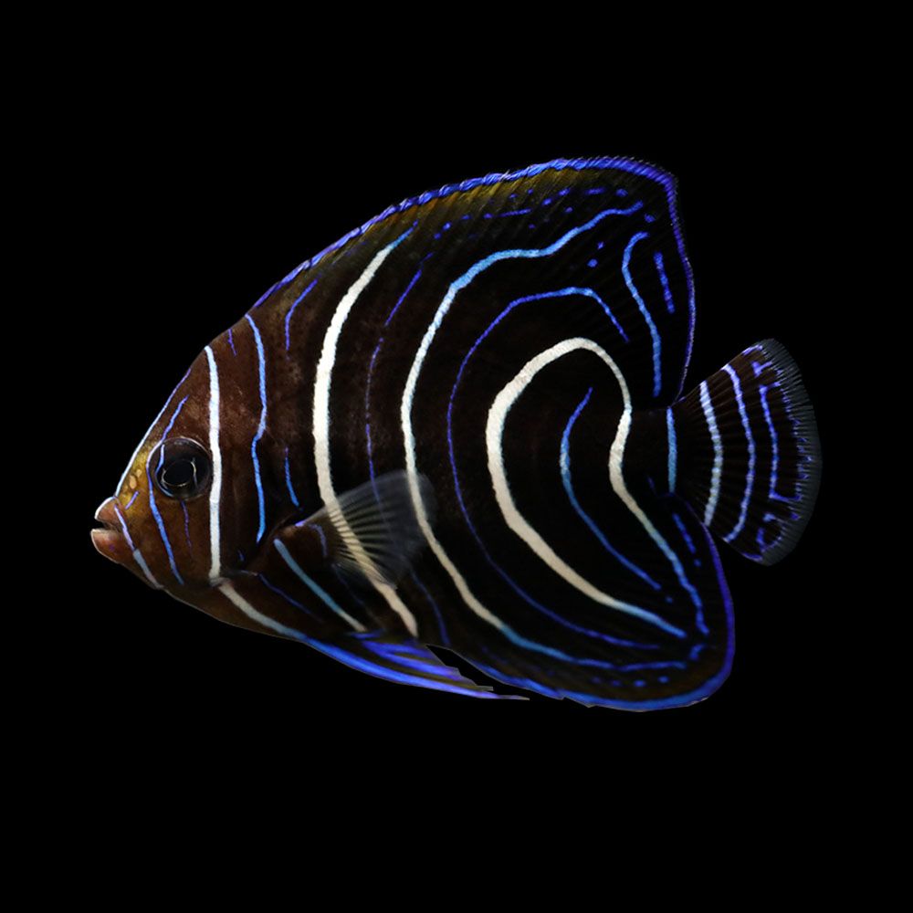 Koran Angelfish (Pomacanthus semicirculatus)