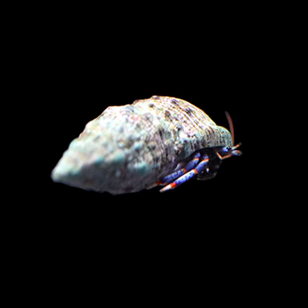 Blue Leg Hermit Crabs (Clibanarius tricolor)