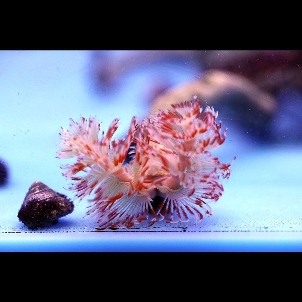 Coco Worm Red Large