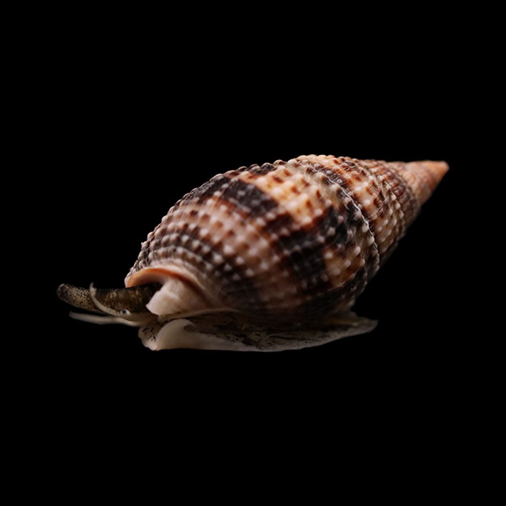 Nassarius Snail (Nassarius vibex)