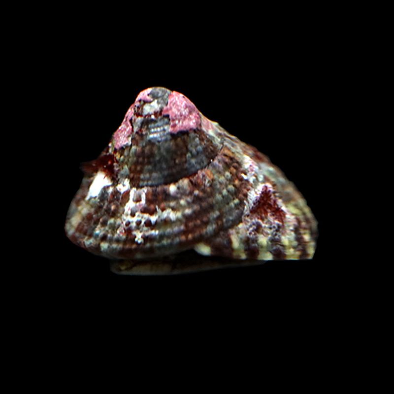 Red Banded Trochus Snails (Trochus histrio)