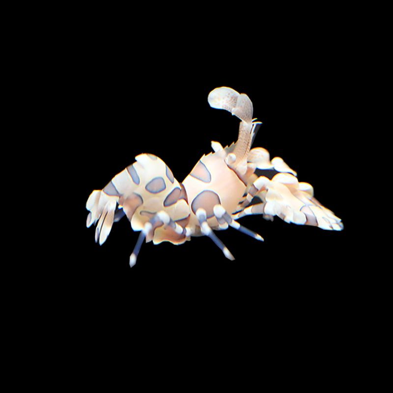 Harlequin Shrimp (Hymenocera elegans):
