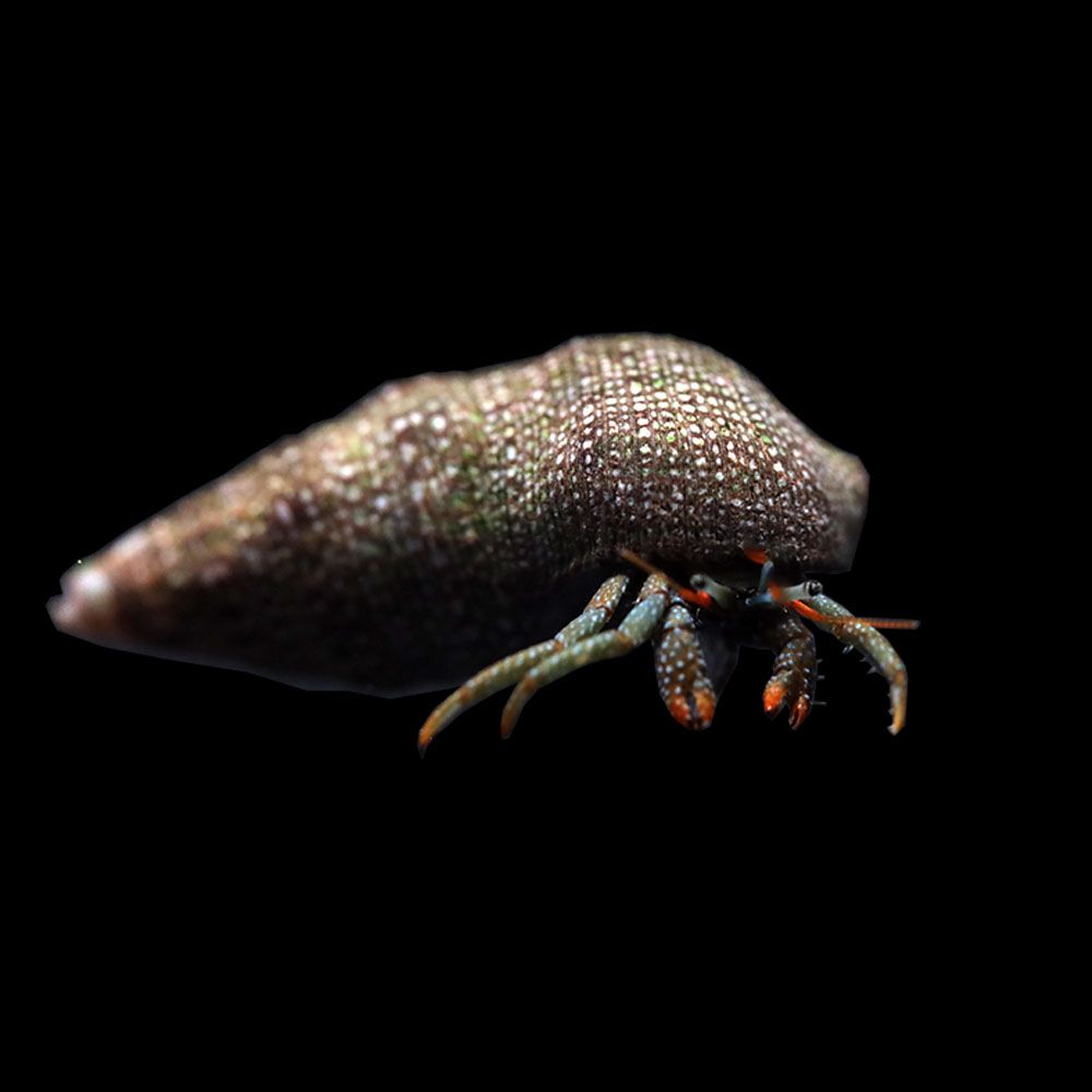 ​Mexican Red Leg Hermit Crab (Clibanarius digueti)