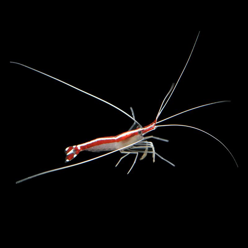​Cleaner Shrimp (Lysmata amboinensis)