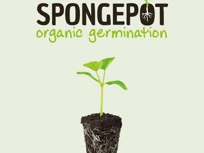 Motte de germination Spongpot