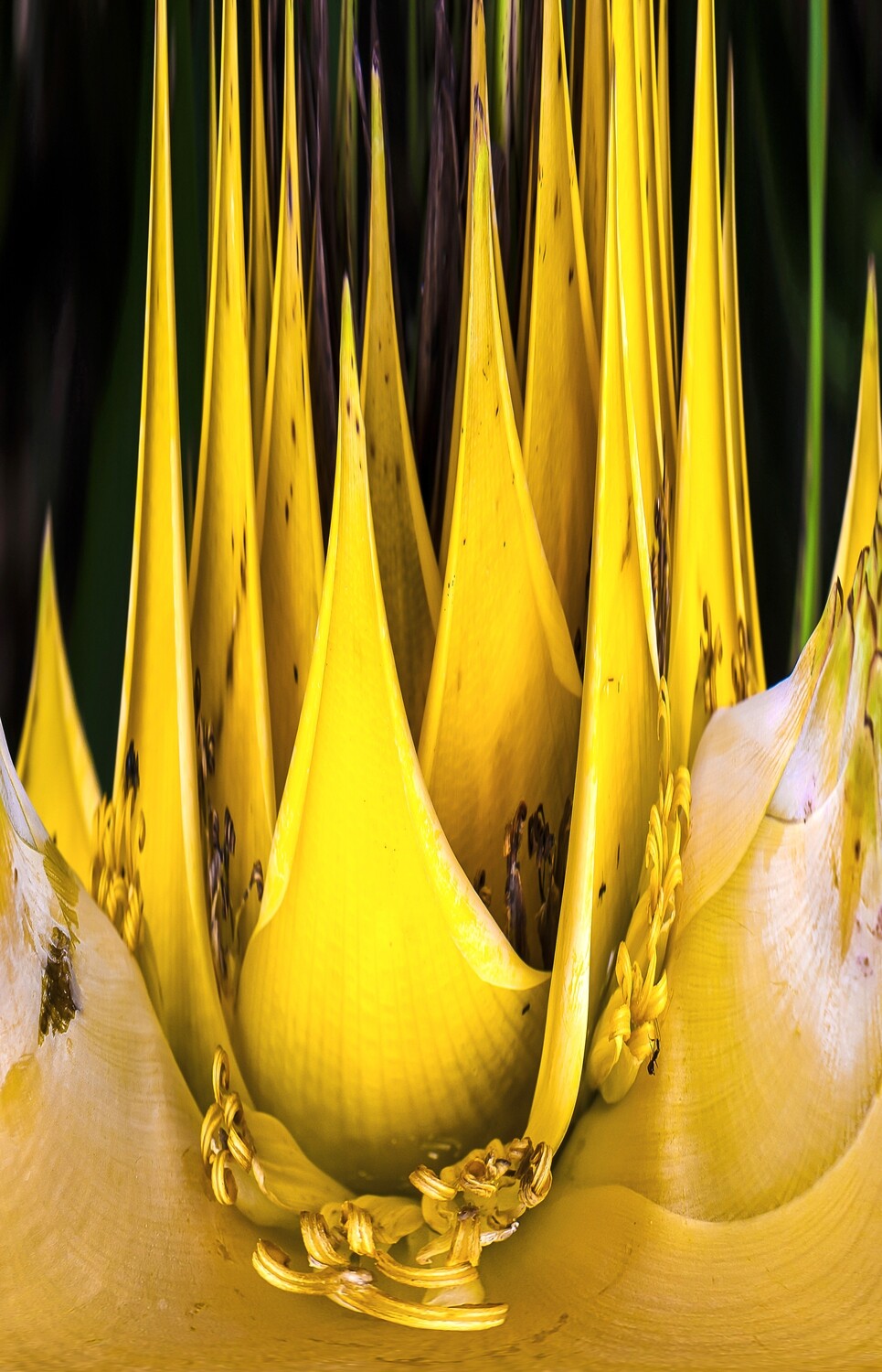 Botanical 11 Botanical 11