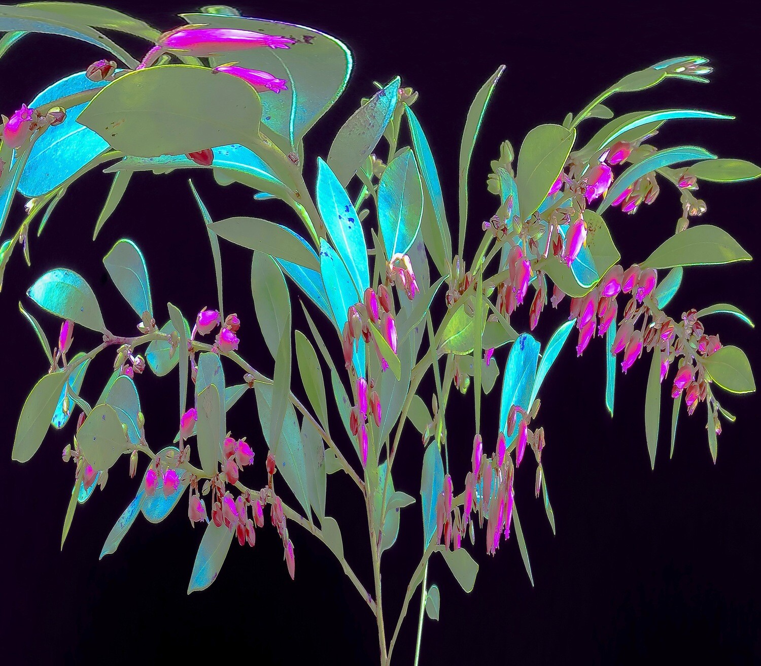 Botanical 9 Botanical 9