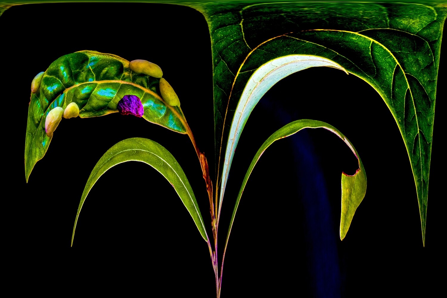 Botanical 7 Botanical 7