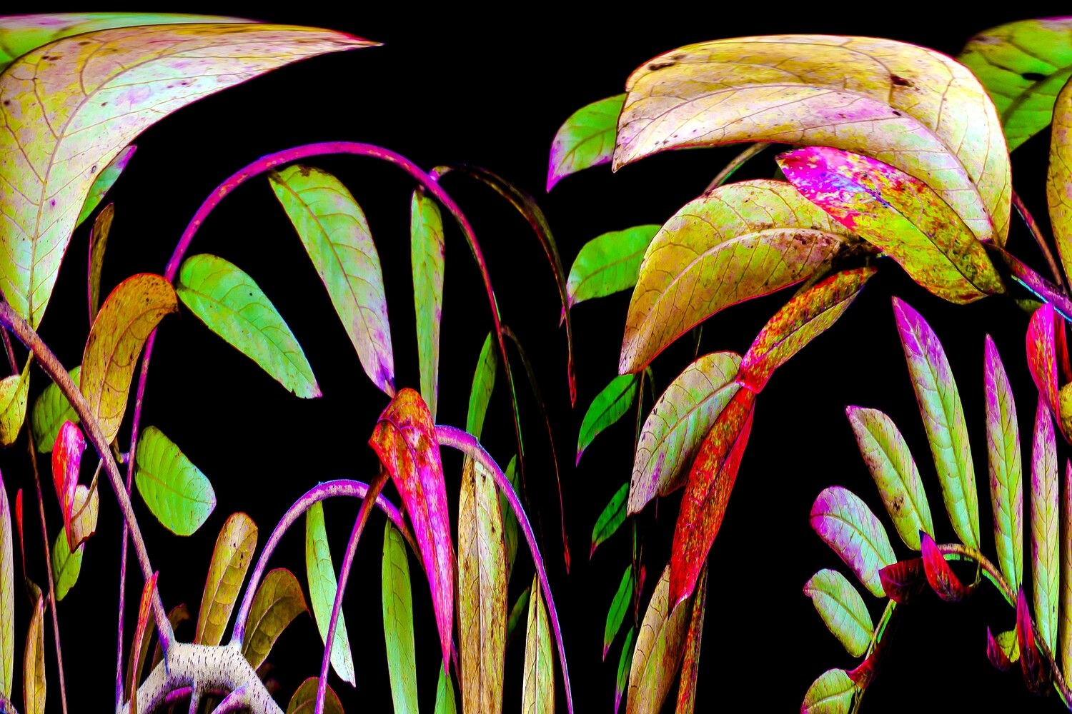 Botanical 3 Botanical 3