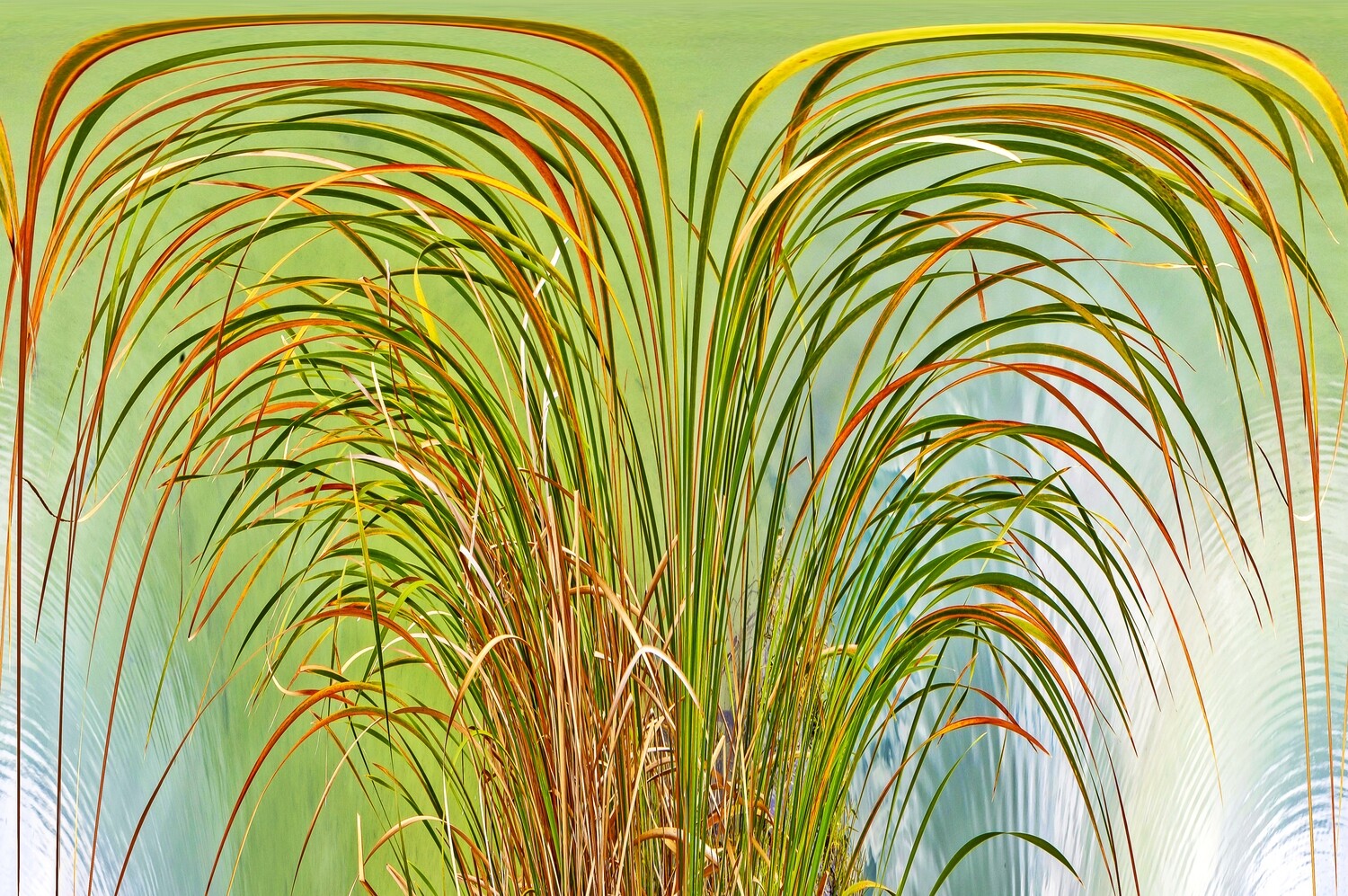 Botanical 6 Botanical 6