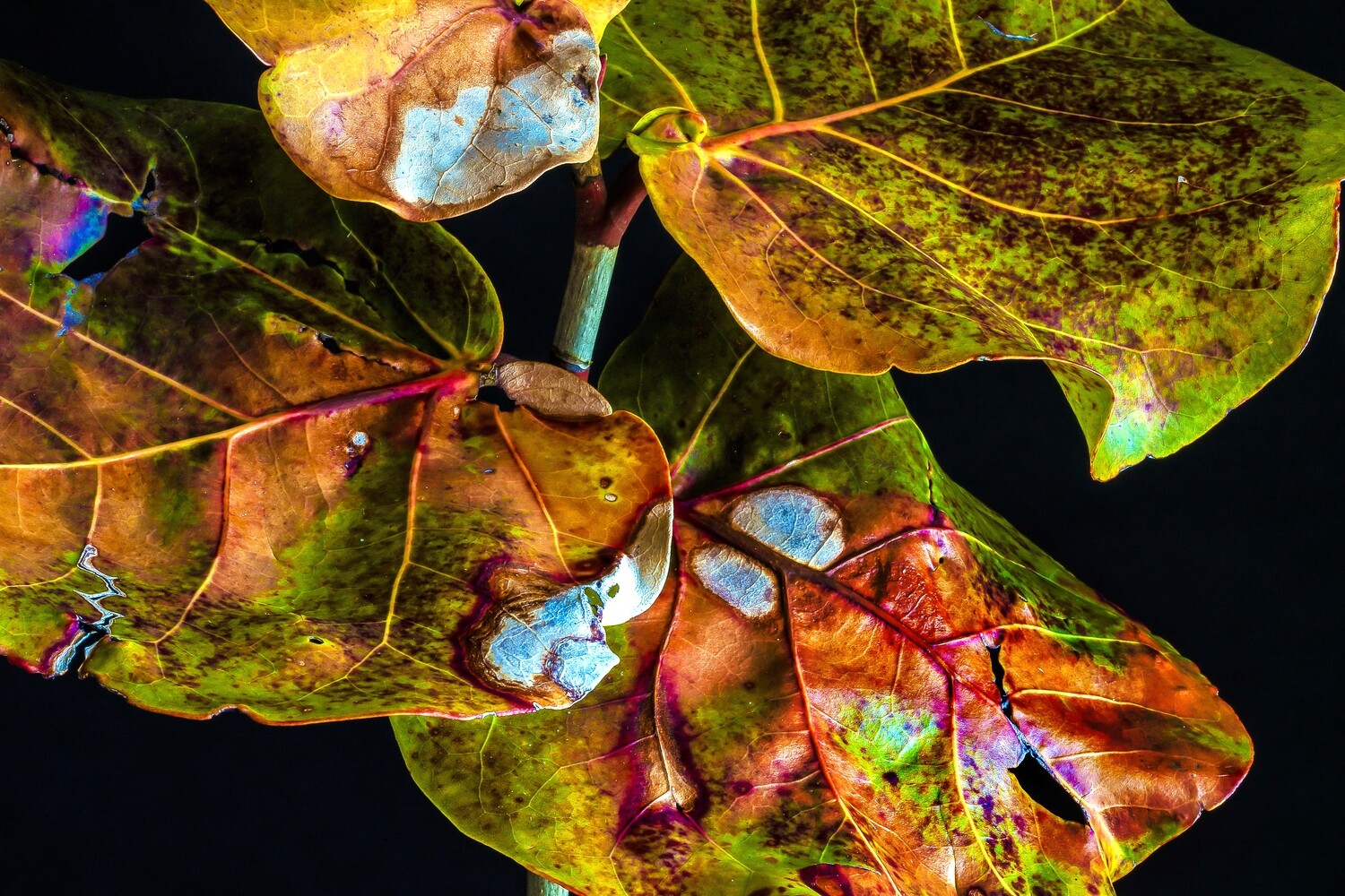 Botanical 5 Botanical 5