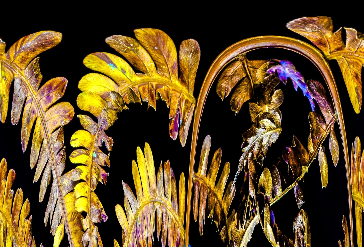 Botanical 1 Botanical 1