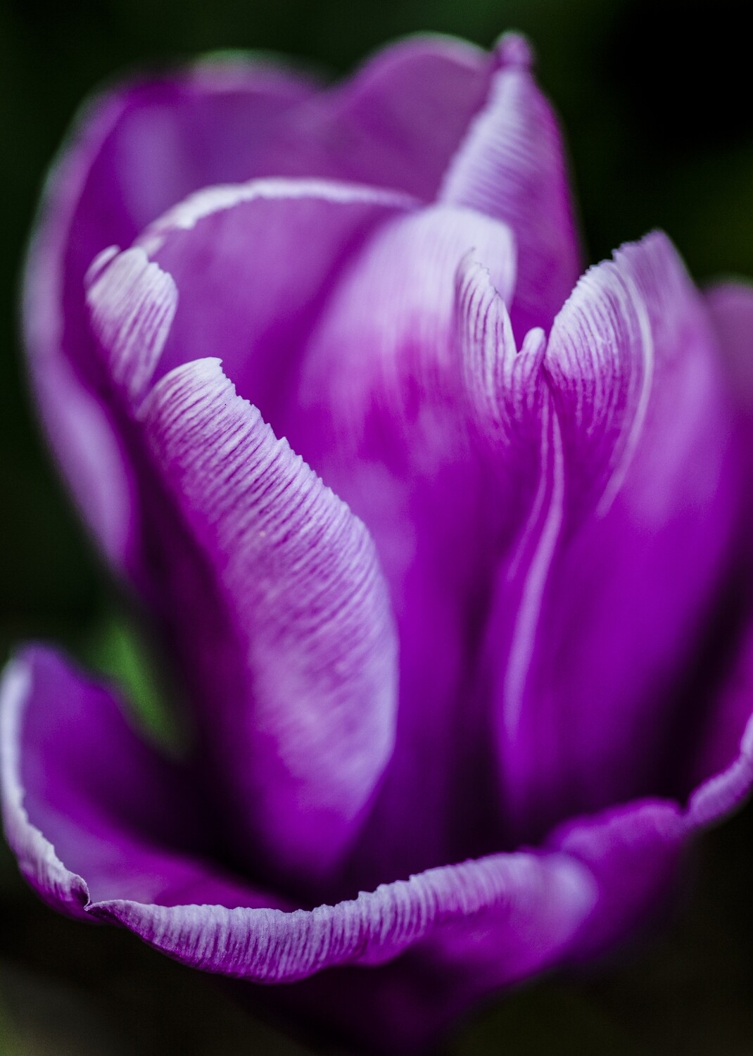 Botanical 16 Botanical 16