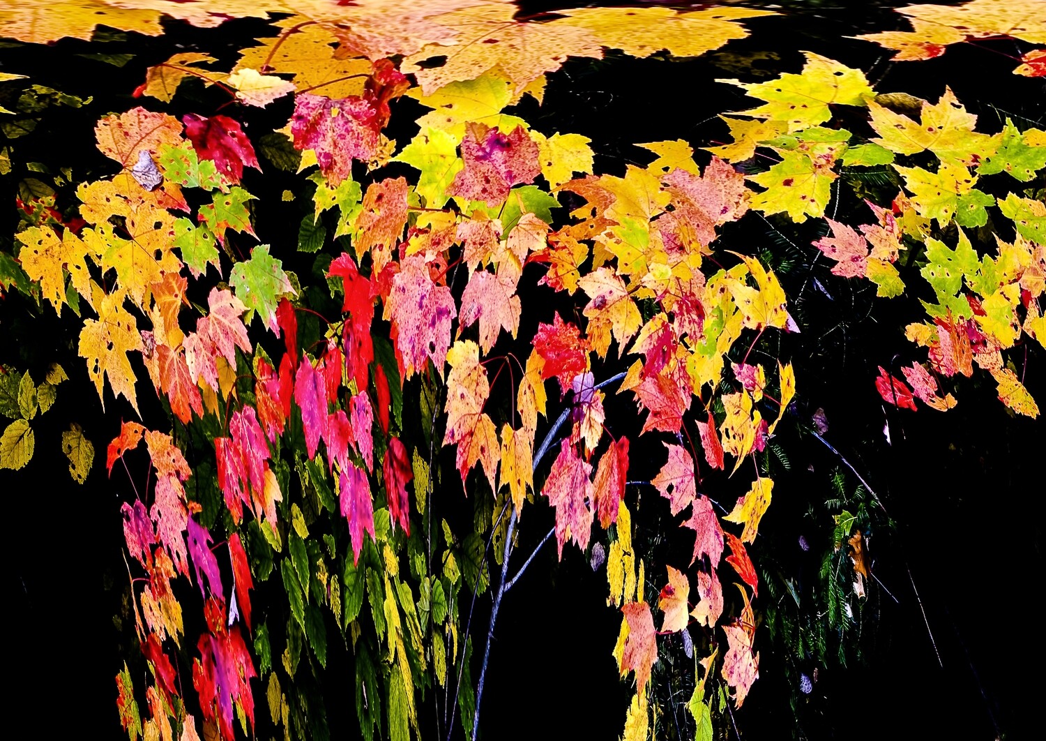 Botanical 21 Botanical 21