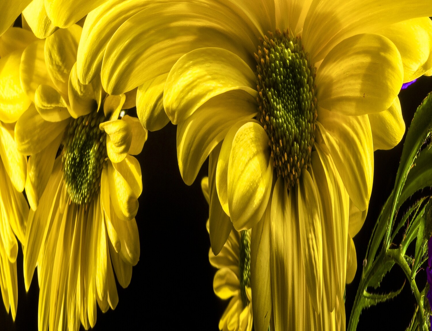 Botanical 17 Botanical 17