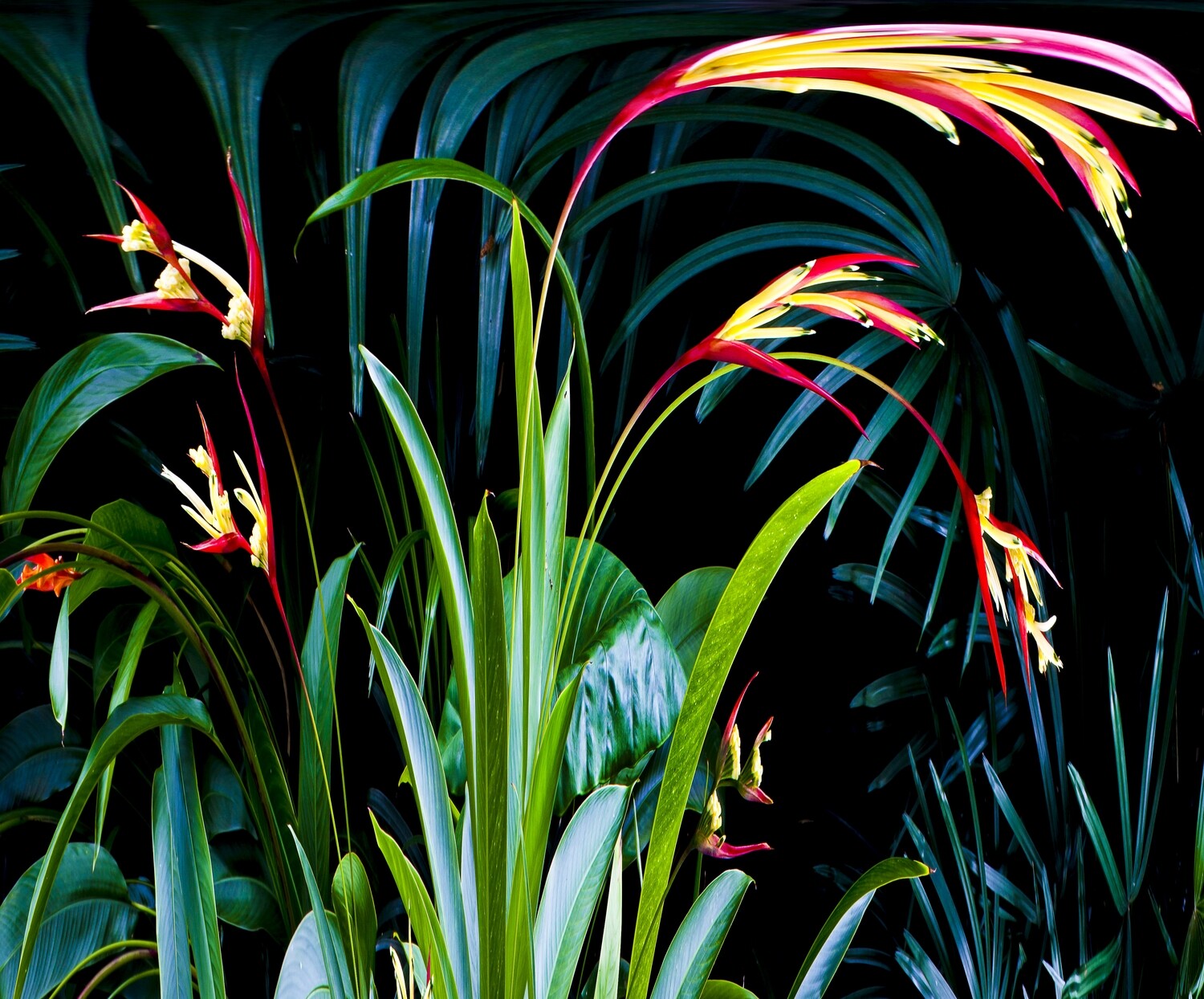 Botanical 12 Botanical 12