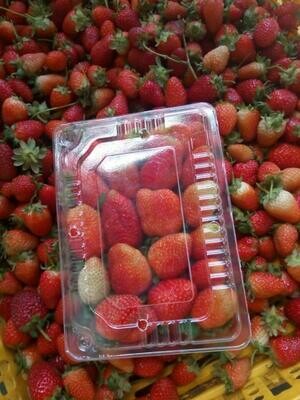 Platicos de Fresas Frescas