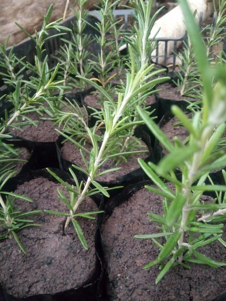 Plantas de Romero