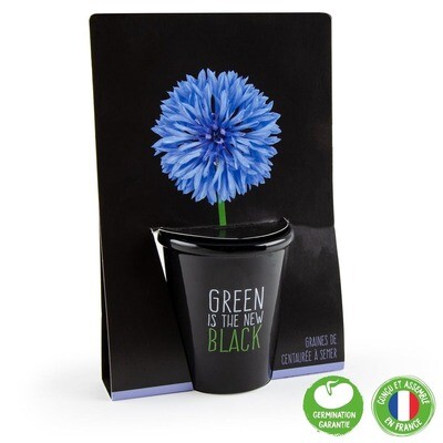 Ghiveci cu seminte de Albastrea - "Green is the new black"