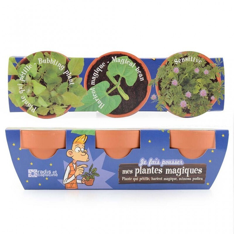 Kit cu 3 ghivece - Plante magice (Mimoza, Vrej de fasole, Bubbling Plant)