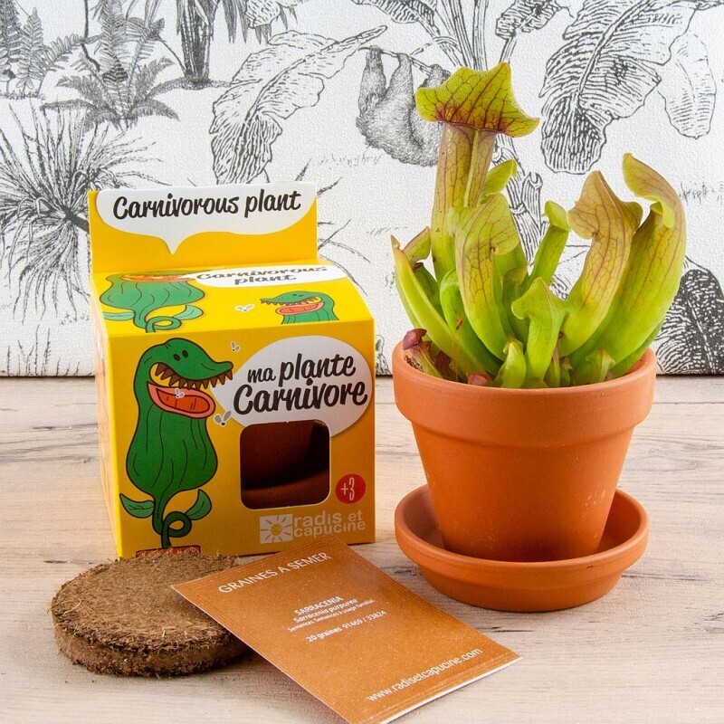 Kit de plantare cu ghiveci - Planta Carnivora