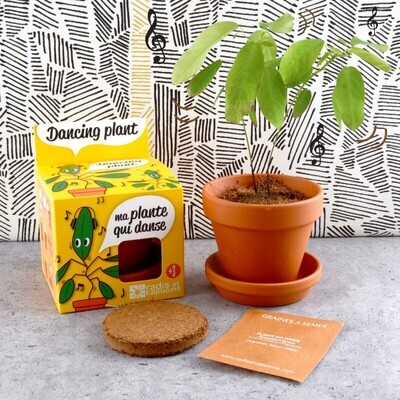 Kit de plantare cu ghiveci - Planta Dansatoare