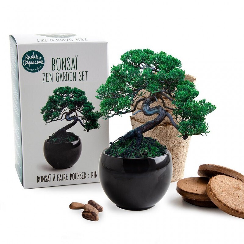 Kit de plantare Bonsai