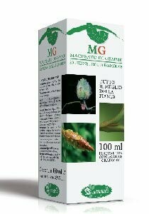 Fico (Ficus carica) MG