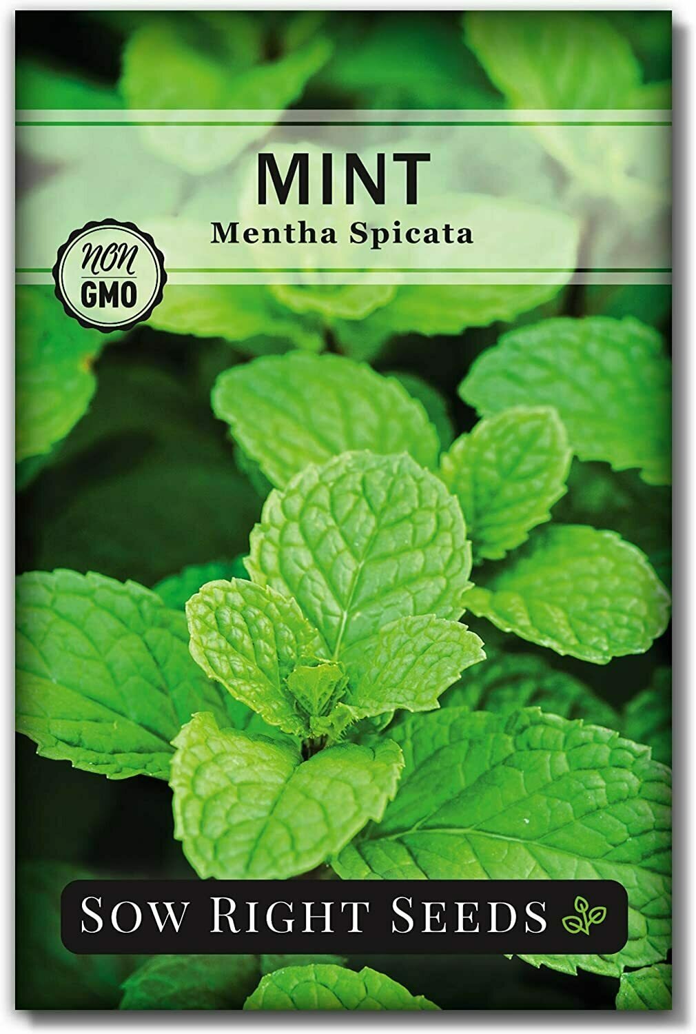 Sow Right Seeds - Mint Seed for Planting - Non-GMO Heirloom Seeds - Instructions to Plant and Grow an Herbal Tea Garden, Indoors or Outdoor; Great Gardening Gift (1)