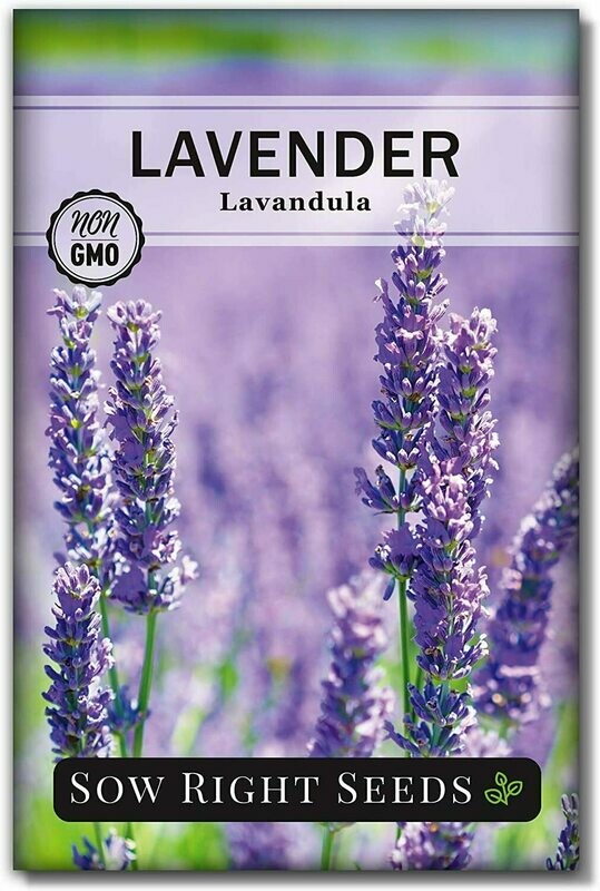 Roll over image to zoom in     Sow Right Seeds - Lavender Seeds for Planting; Non-GMO Heirloom Seeds with Instructions to Plant and Grow a Beautiful Indoor or Outdoor herb Garden; Great Gardening Gift