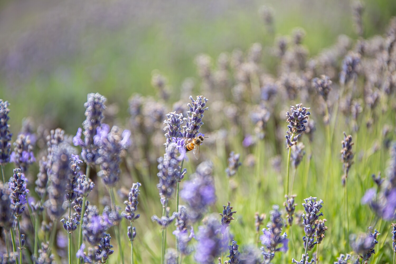 Degustazione nella Lavanda