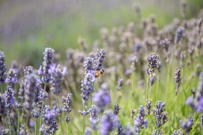 Degustazione nella Lavanda