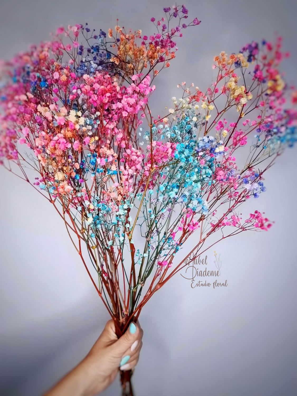 Gypsophila paniculata preservada de colores
