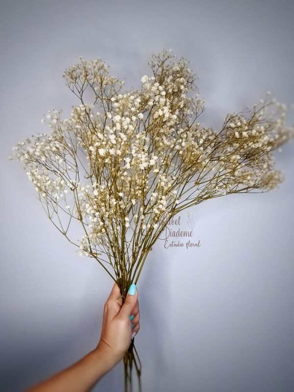 Gypsophila paniculata en color natural preservada