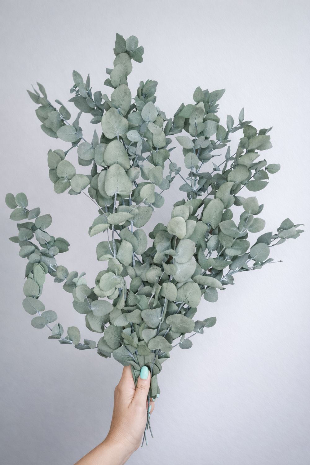 Ramo de eucalipto preservado cinerea verde