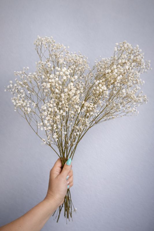 Gypsophila paniculata en color natural preservada