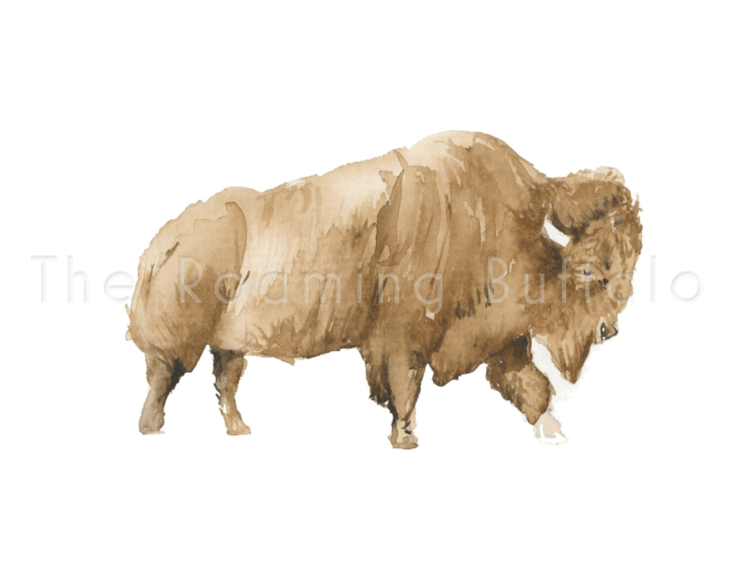 Water Buffalo 3
