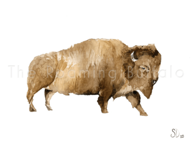 Water Buffalo 4