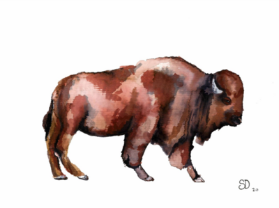Our Mascot, The Buffalo