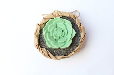 Mini Succulent